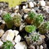 Mammillaria_ sphacelata _ssp.sphacelata_ WH105_ 09